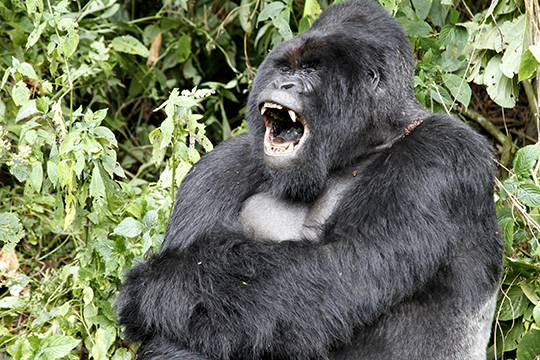 Gorilla